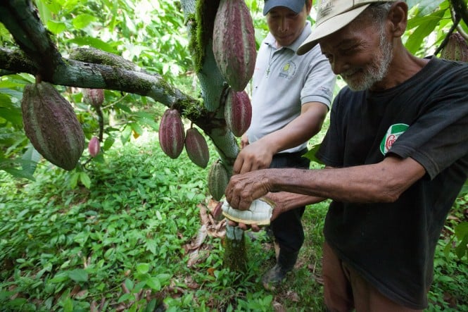 FAIRTRADE Kakaoproduzentinnen Nicaragua FAIRTRADE Kakaoproduzentinnen Ernte in Nicaragua