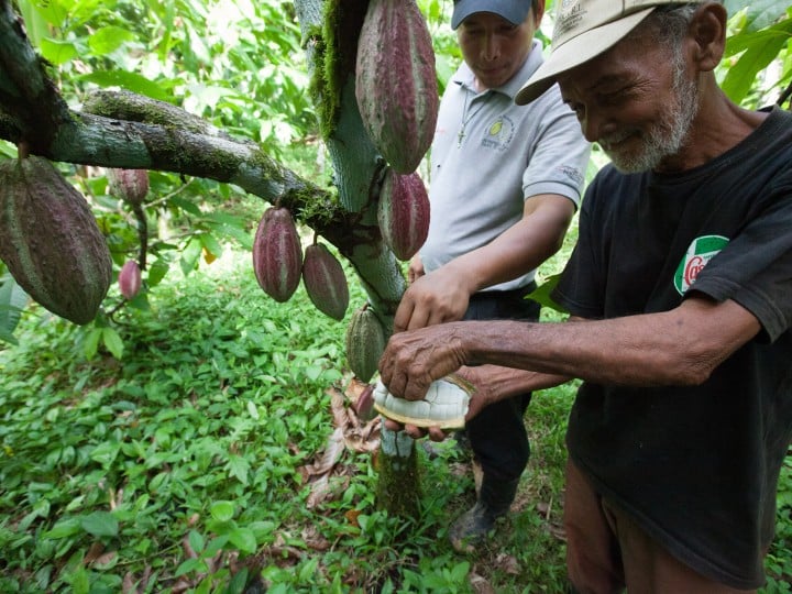 FAIRTRADE Kakaoproduzentinnen Ernte in Nicaragua