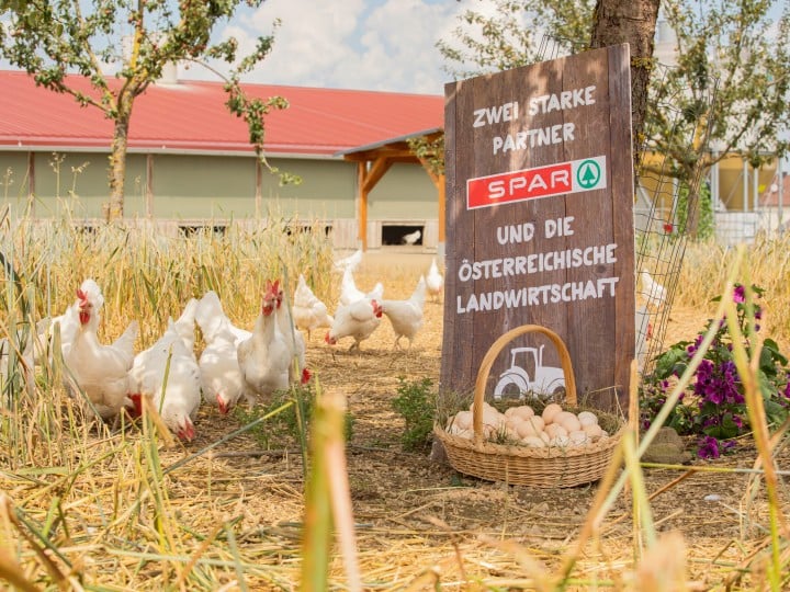 Hühnerhaltung mit höchsten Tierwohlstandards