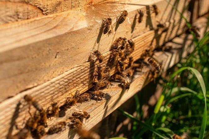 Bienen vom Imker Mandl auf Holzpalette