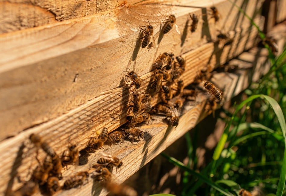 Bienen vom Imker Mandl auf Holzpalette