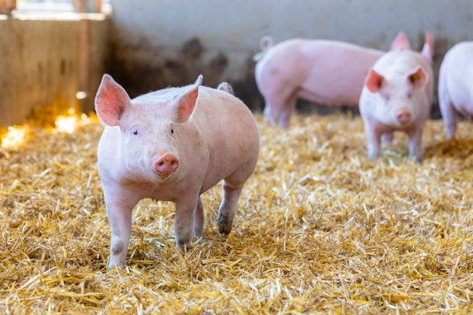 Mühlenhof Duroc Schwein