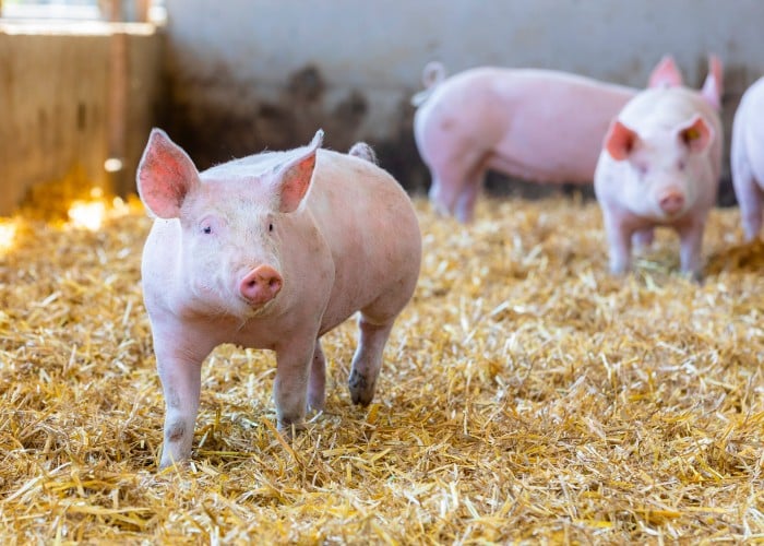 Mühlenhof Duroc Schwein