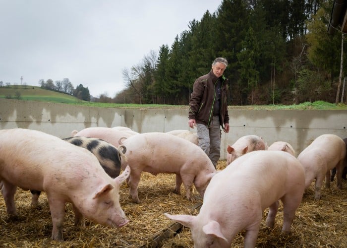 Vulkanland Duroc-Schweine