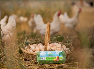 SPAR Natur*pur Bio-Eier
