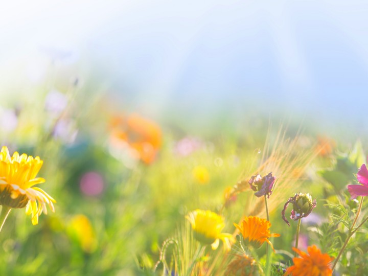 Bunte Wiese mit Wildblumen