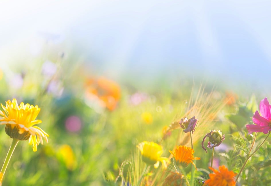 Bunte Wiese mit Wildblumen