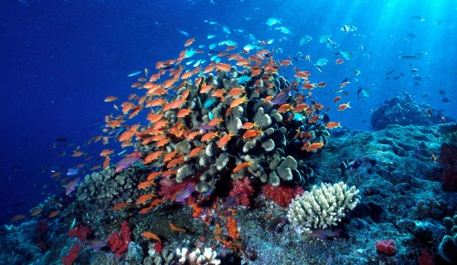 swarm of anthias_Fiji© WWF, Catherine HOLLOWAY.eps