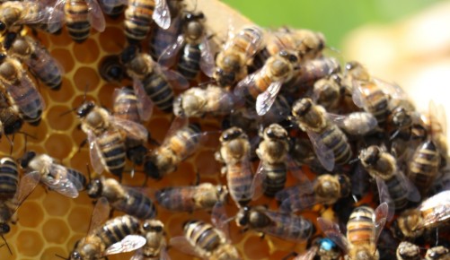Bienenschutz