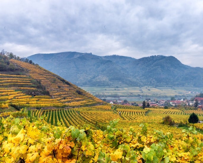 Wachau Niederösterreich_variant.1 Wachau Niederösterreich