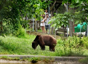 Aufnahme von einem Braunbär in einem Gehege, vor dem Gehege stehen Besucher