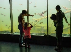 Forscherstation mit großflächigem Aquarium mit Fischen