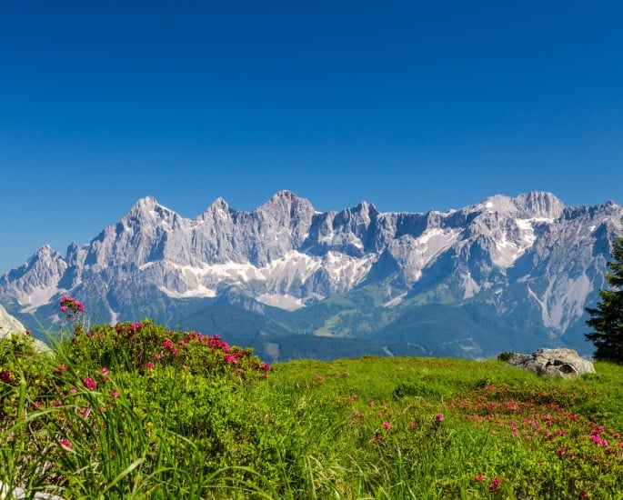Almrausch vor dem Dachstein