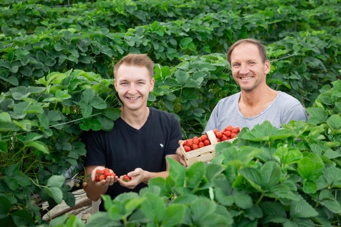 Beerenlieferant Gutmann liefert an SPAR