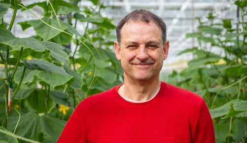 Erich Herret mit ein paar Gurken in der Hand in seinem Gemüseglashaus