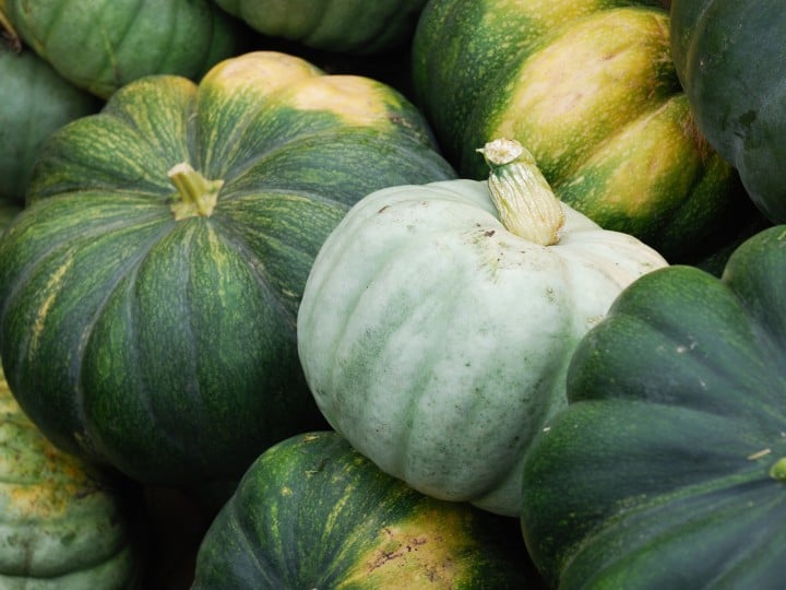grüne Kürbisse auf dem Bauernhof während der Erntesaison