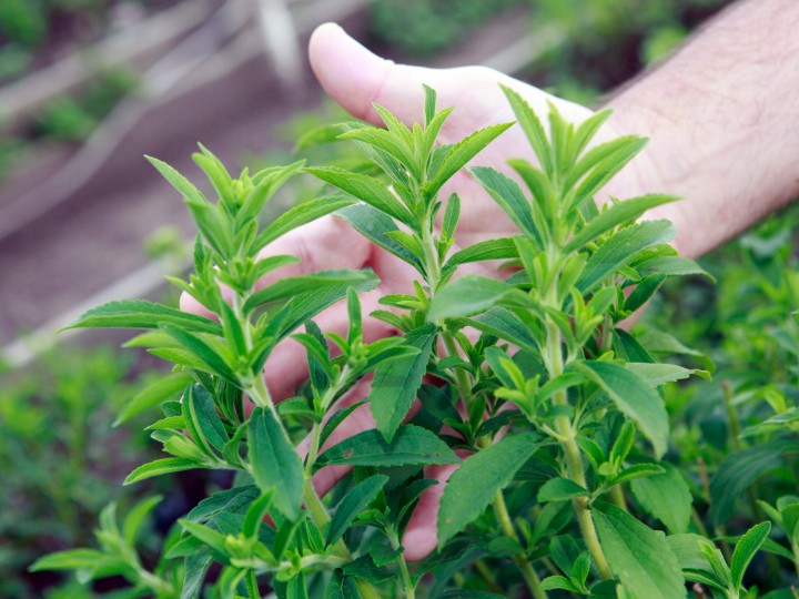 stevia plantation to industrial use