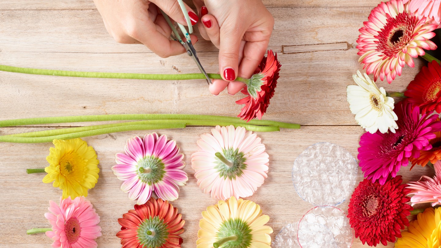 Gerbera-Schritt-005