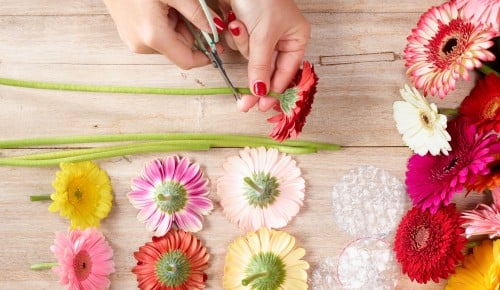 Gerbera-Schritt-005