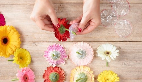 Gerbera-Schritt-006