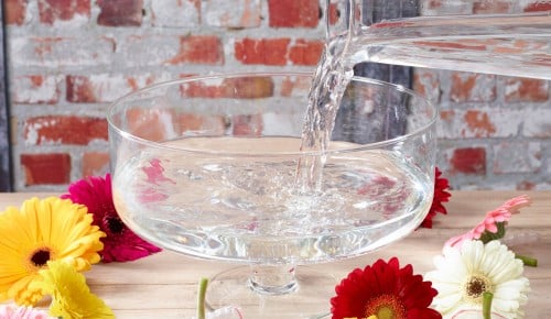 Gerbera-Schritt-007