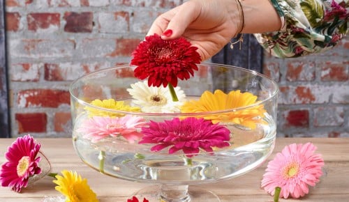 Gerbera-Schritt-008