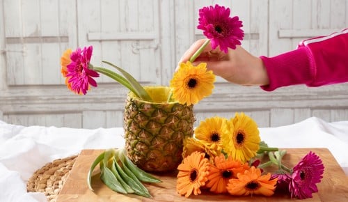 Gerbera-Schritt-009