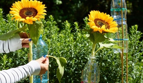 Sonnenblumen-Schritt-008