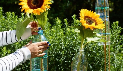 Sonnenblumen-Schritt-009