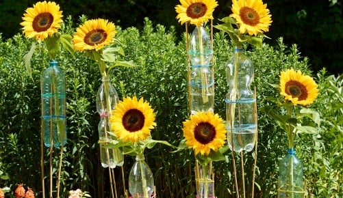 Sonnenblumen-Schritt-010