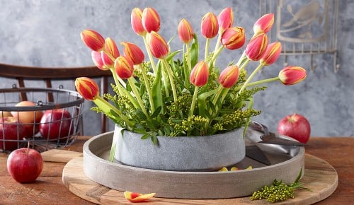 spar-tulpen-schritt-06