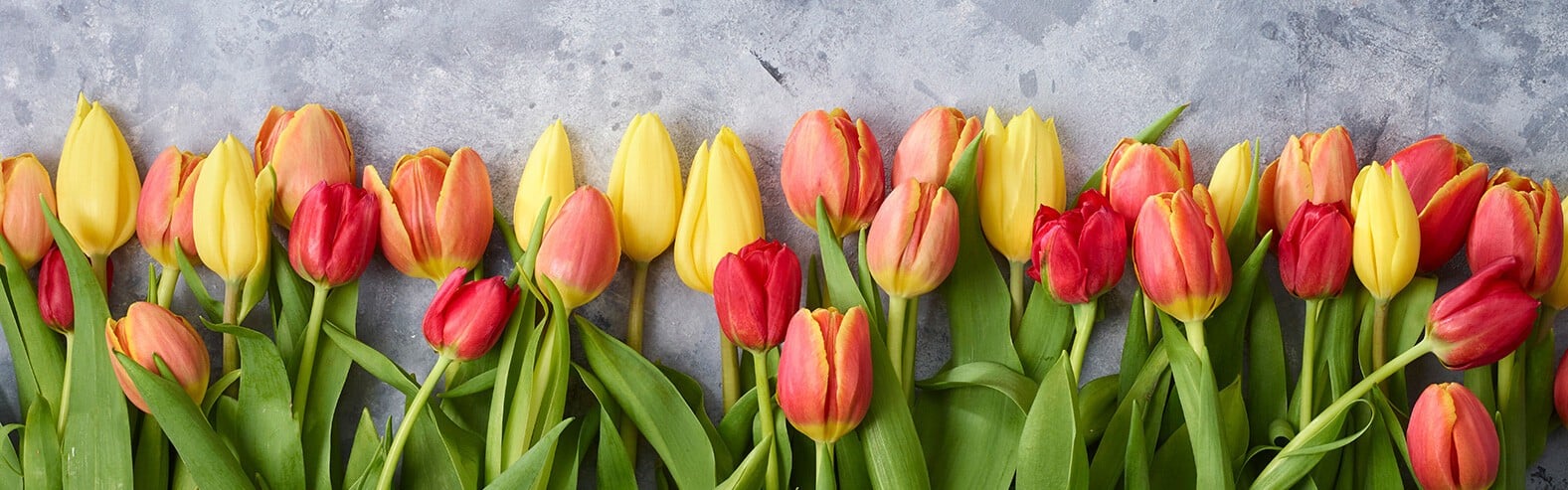 tulpen tulpen