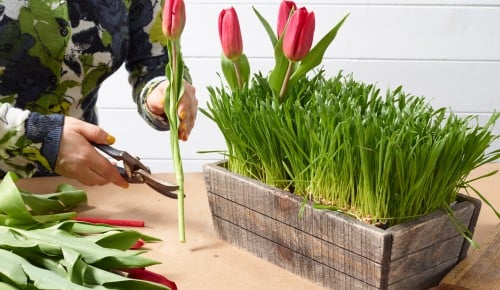 Tulpen-Schritt-008