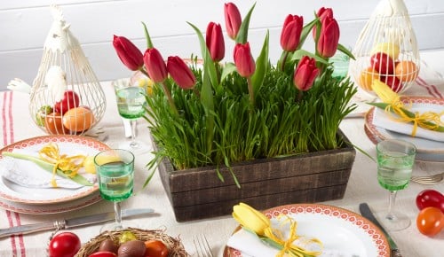 Tulpen-Schritt-009