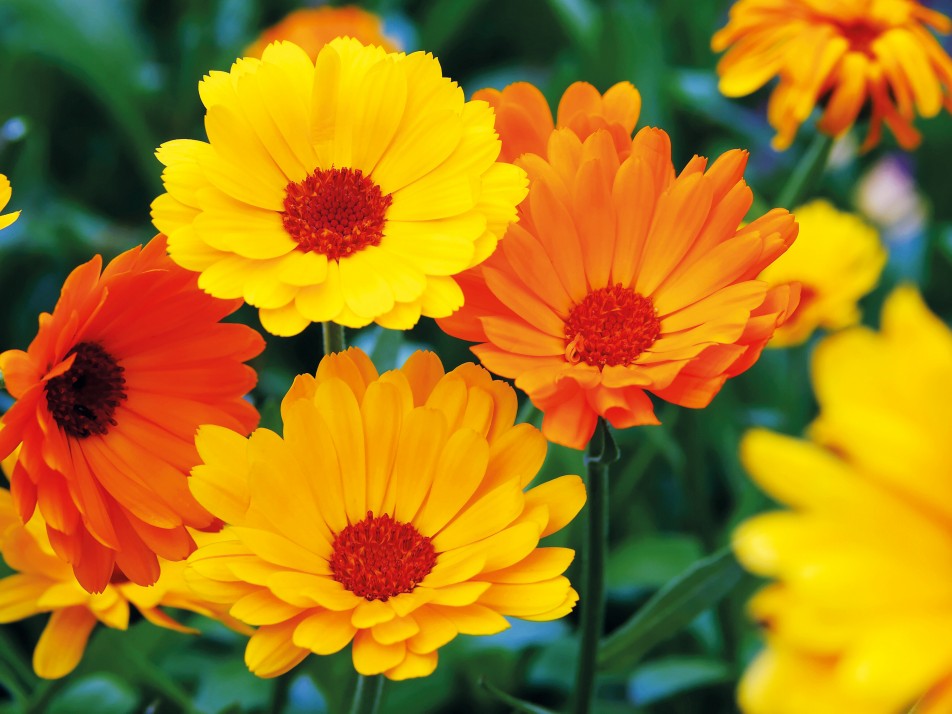 Ringelblumen Ringelblumen
