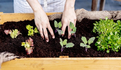Garten 2021