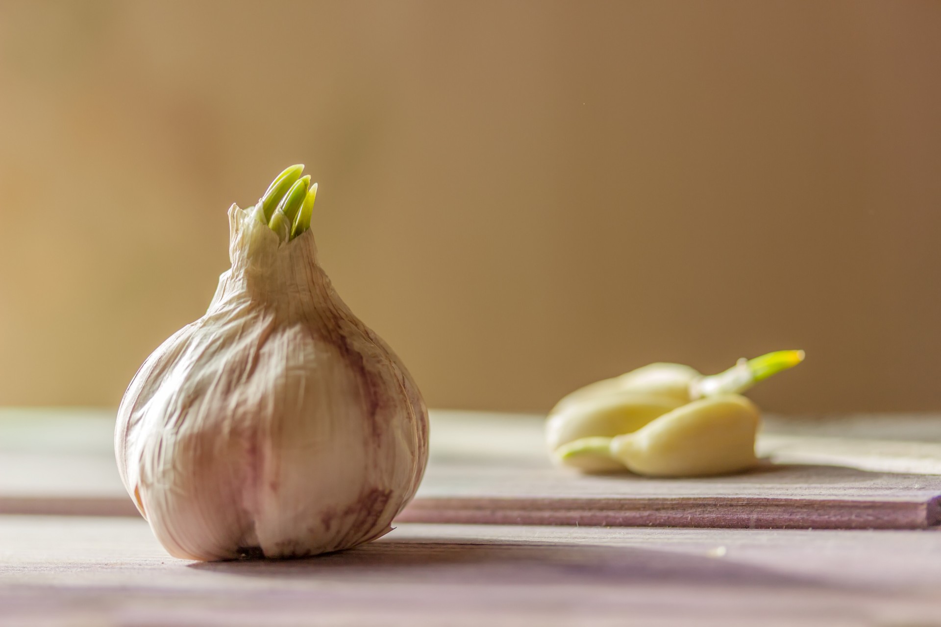 Keimender Knoblauch Keimender Knoblauch