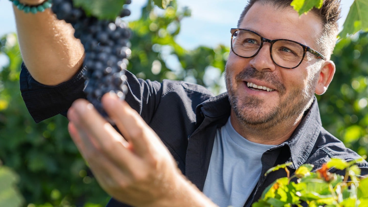 Weinbauer Hannes Reeh am Weintrauben pflücken 