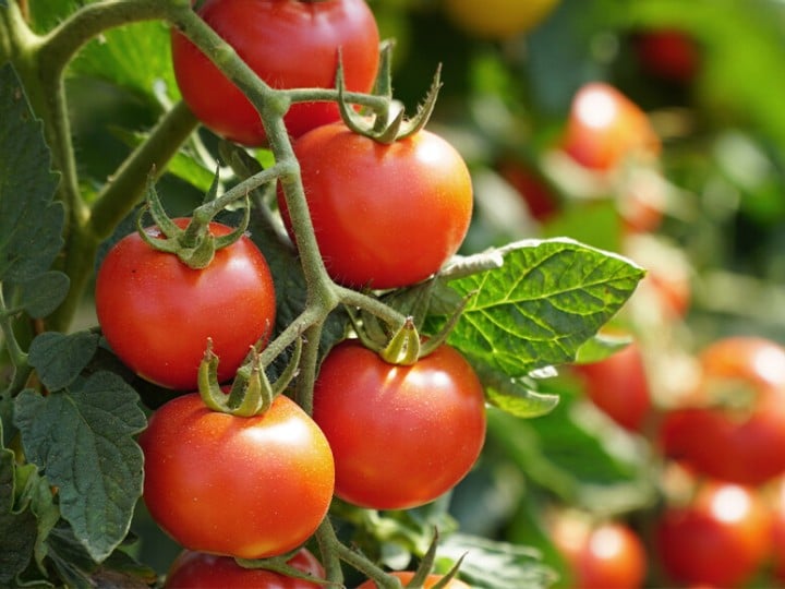 Mehr Informationen zu den Blumauer Cherrytomaten