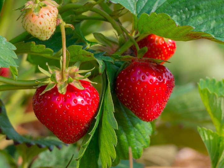 Erdbeeren am Strauch