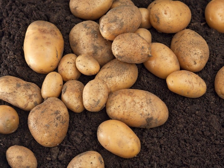 frisch geerntete Bio Kartoffeln