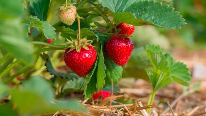 Erdbeeren am Strauch