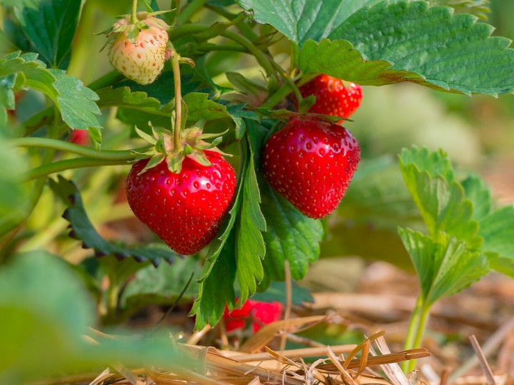 Erdbeeren am Strauch