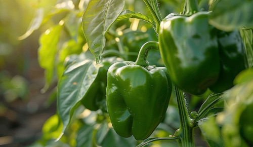Grüne Paprika an der Paprikapflanze  
