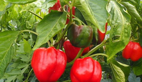 gelbe, rote und grüne paprika im Hausgarten