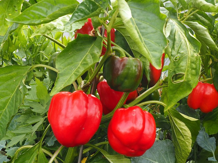 gelbe, rote und grüne paprika im Hausgarten