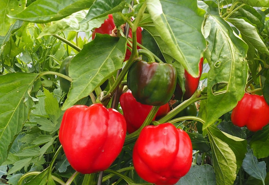 gelbe, rote und grüne paprika im Hausgarten