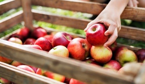 Steiermark Genussapfel Premium Elstar