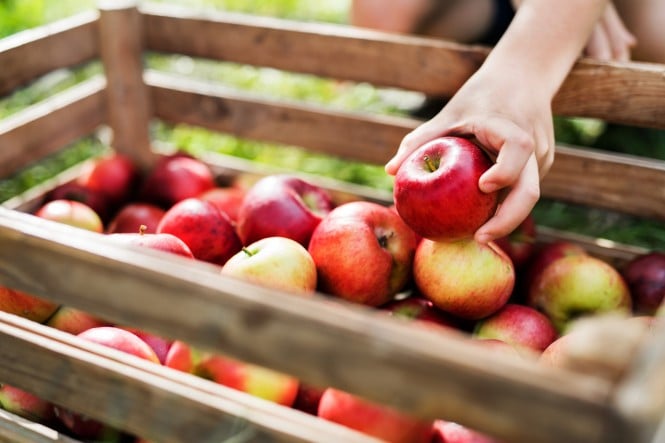 Steiermark Genussapfel Premium Elstar
