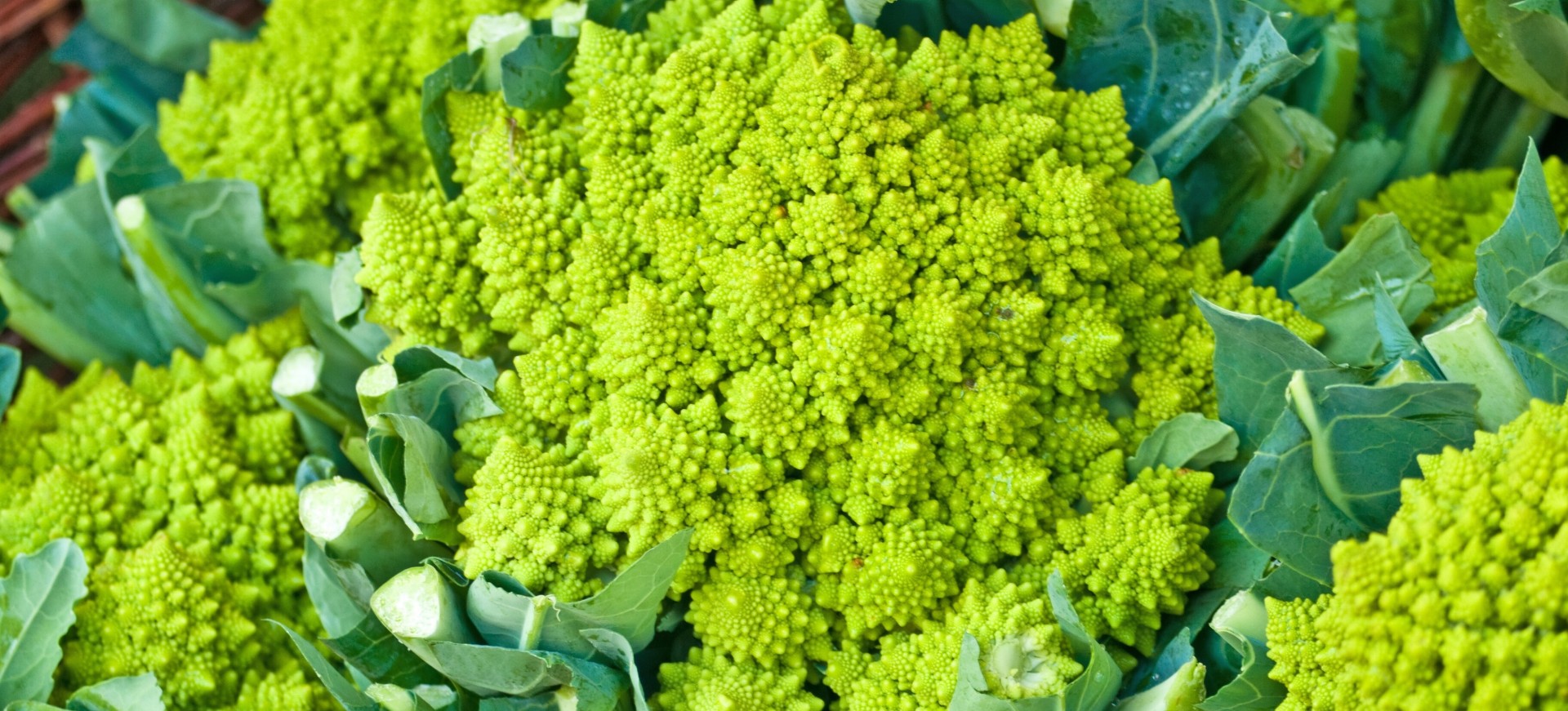 Romanesco
